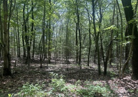 14 Roxbury, Woodbury, 06798, ,Lots And Land For Sale,For Sale,Roxbury,24018558