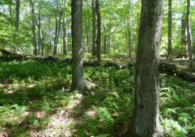 184 Shore, Old Lyme, 06371, 0 , 0 ,0,Lots And Land For Sale,For Sale,Shore,0,24064745