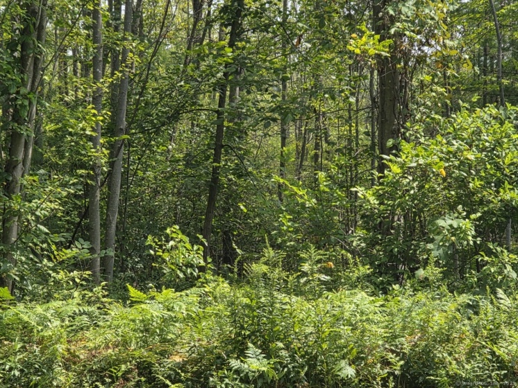 1220 Blue Hills, Bloomfield, 06002, 0 , 0 ,0,Lots And Land For Sale,For Sale,Blue Hills,0,24114729