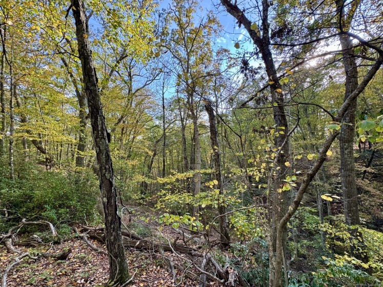 69 Moosehorn, Roxbury, 06783, 0 , 0 ,0,Lots And Land For Sale,For Sale,Moosehorn,0,24132301