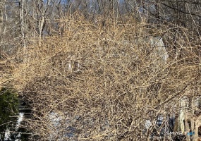 1 Parsons, Waterbury, 06708, 0 , 0 ,0,Lots And Land For Sale,For Sale,Parsons,0,24147525 1 Parsons, Waterbury, 06708, 0 , 0 ,0,Lots And Land For Sale,For Sale,Parsons,0,24147525