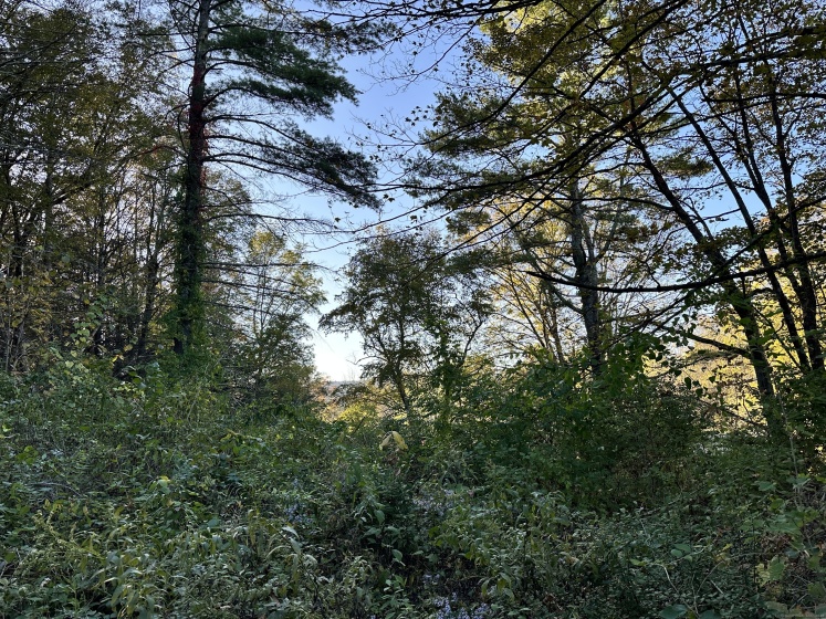 5 Prospect Mountain, Salisbury, 06068, 0 , 0 ,0,Lots And Land For Sale,For Sale,Prospect Mountain,0,24131329