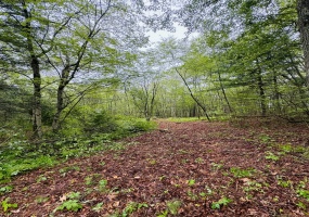 18 Ledge Hill, Sterling, 06377, 0 , 0 ,0,Lots And Land For Sale,For Sale,Ledge Hill,0,24161415