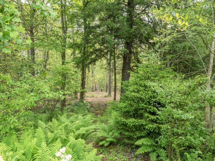 Salem, Ridgefield, 06877, 0 , 0 ,0,Lots And Land For Sale,For Sale,Salem,0,24163261