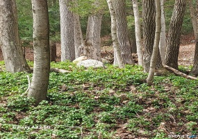 Merrow, Coventry, 06238, 0 , 0 ,0,Lots And Land For Sale,For Sale,Merrow,0,24167692