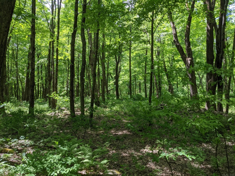 17 Old Homestead, Kent, 06757, 0 , 0 ,0,Lots And Land For Sale,For Sale,Old Homestead,0,24172891