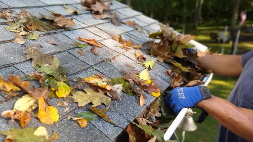 Waxy Leaves Protect Trees But Can Beat Up Your Basement