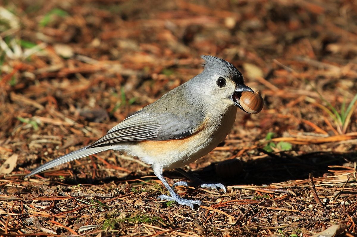 Make Connecticut Safer for Migratory Birds