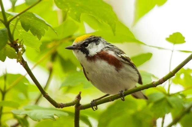 Bird Strikes on Windows at Home