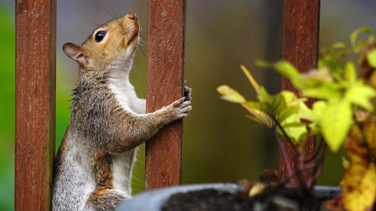 How to Keep Squirrels Out of Potted Plants