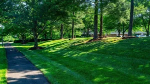 Top Alternatives to Chemically Crafted Lawns