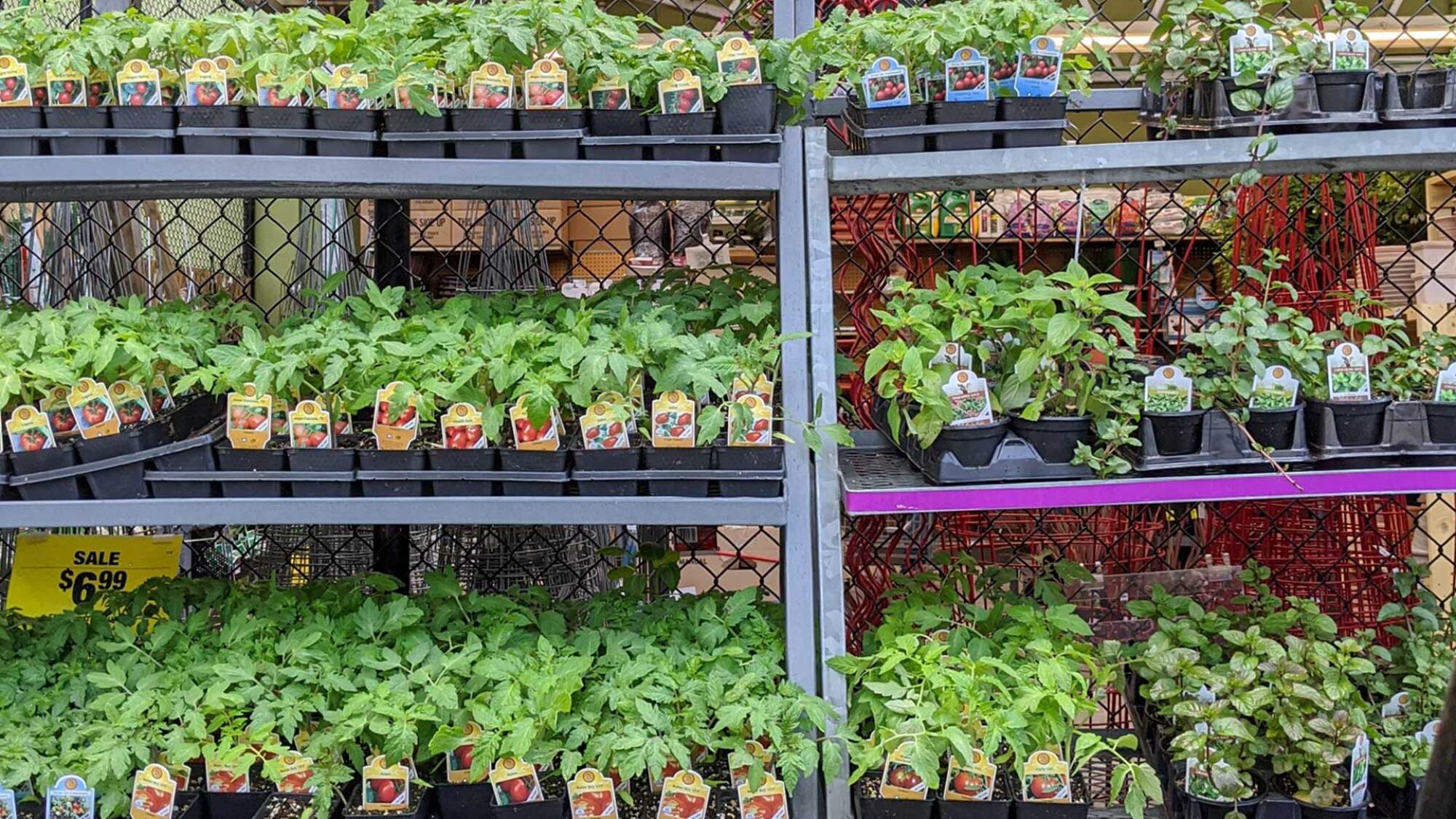 Guide to Planting Your Summer Vegetables