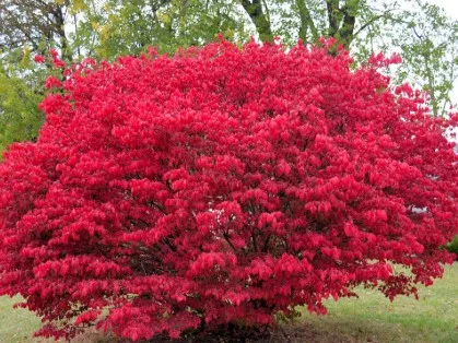 How to Dispose of Invasive Plants