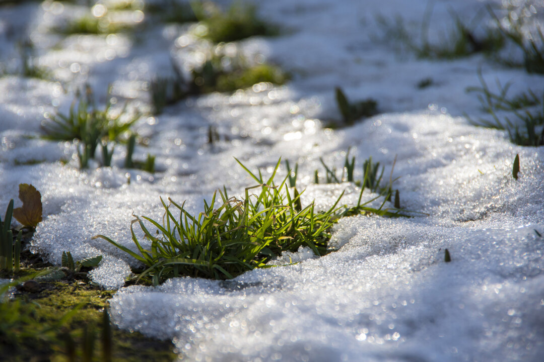 Love Your Lawn:  Winter Care That Makes Lawns Thrive